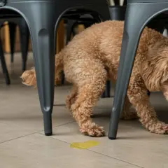 Un perrito marrón, bajo una silla, deja un charco amarillo. ¿Por qué marcan los perros a las personas? Quizás por miedo o para sentirse seguros.