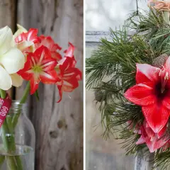 Vänster: snitt amaryllis i vitt och rött i en glasflaska med "God Jul"-band. Höger: snitt amaryllis i rött och vitt med granris.