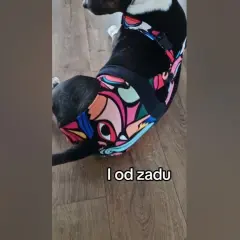 Jak zrobić majtki dla psa z maseczki - łatwy sposób na oszczędność