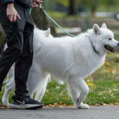 Biały samoyed, którego waga jest idealna, spaceruje z opiekunem po parku jesienią.