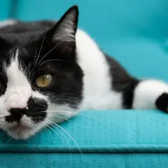 A striking white cat with bold black spots lounges on a turquoise couch, its green eyes gazing intently.