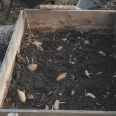 Potatis har planterats i en pallkrage och små skott börjar synas. Snart är det dags att odla potatis i pallkrage!