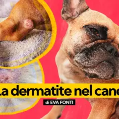 Primo piano di un cane che si gratta, con immagini ravvicinate di lesioni cutanee che indicano dermatite nel cane da pulci.