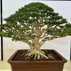 Piękny, starannie uformowany bonsai z grubym pniem i gęstą koroną. Idealny przykład, kiedy przycinać bonsai, by zachować jego formę.