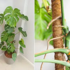 Monstera w donicy i jej korzenie powietrzne owinięte wokół palika. Czy można obciąć korzenie monstery?