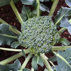 Ein grüner Brokkolikopf mit vielen kleinen Röschen, umgeben von großen, bläulichen Blättern. Die Pflanze wächst im dunklen Boden.
