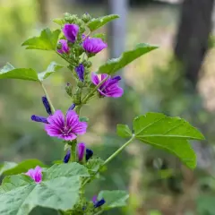 Malva selvatica: attenzione, non è tra le piante velenose. Riconoscila dai suoi fiori viola e foglie lobate.