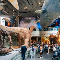 Wieloryby i dinozaury wiszą nad ludźmi zwiedzającymi muzea dla dzieci w Warszawie.