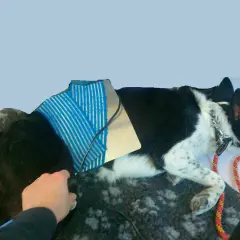 Un cane nero e bianco con un dispositivo blu sul dorso, forse per un problema al ginocchio. Una mano accarezza il suo pelo.