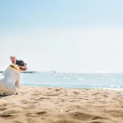 Uroczy piesek rasy buldog francuski siedzi na piaszczystej plaży, patrząc w stronę błękitnego morza.