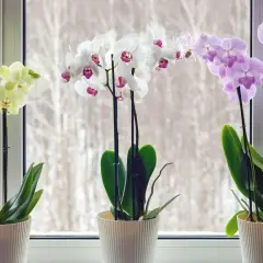 Drei blühende Orchideen in Weiß, Rosa und Gelb auf einem Fensterbrett. Die Pflanzen zeigen, wie gut die Orchideen Pflege gelingt.