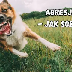 Agresja lękowa u psa. Wściekły pies w trawie, z otwartym pyskiem i widocznymi zębami, biegnie w stronę widza.