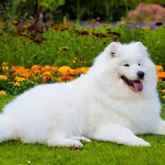 Uśmiechnięty samojed o śnieżnobiałej sierści leży na trawie wśród kolorowych kwiatów. Jego łagodny charakter widać w spojrzeniu.