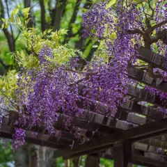 Fioletowa wisteria zwisająca z drewnianej pergoli, tworząc malowniczy baldachim.