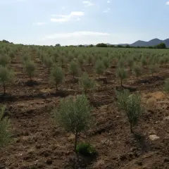 Filare di giovani olivi in un campo arato, con montagne sullo sfondo. L'irrigazione olivo estate è fondamentale per la crescita.