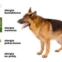 Owczarek niemiecki i ilustracje: zabawki (alergia kontaktowa), koniczyna (alergia wziewna), karma (alergia pokarmowa), pchła (alergia na pchły). Pomoc w odczulaniu na psa.