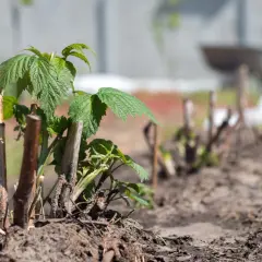 Jak się sadzi maliny - uniknij najczęstszych błędów w uprawie