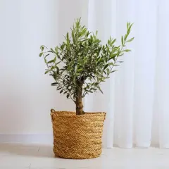Un petit arbre olivier, symbole de paix, dans un panier en osier tressé, se dresse près d'un rideau blanc.
