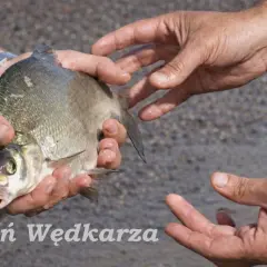 Dzień Wędkarza. Dwie pary rąk trzymają świeżo złowioną rybę, symbol udanego połowu.