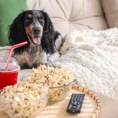 Pies na kanapie z popcornem i napojem. Czy pies może popcorn? Ten piesek wygląda, jakby chciał spróbować!