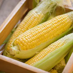 Frisch geerntete Maiskolben in einer Holzkiste. Die Frage "wann wird mais geerntet" wird durch diese reifen Kolben beantwortet: im Spätsommer/Herbst.