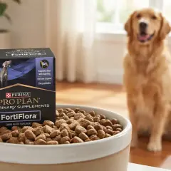 Caja de Pro Plan FortiFlora para perros, que sirve para el apoyo digestivo e inmune. Un golden retriever sonriente espera cerca.