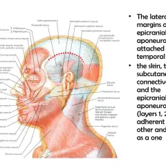 Anatomia głowy: mięsień płatowaty głowy (epicranius) i jego powiązania z powięzią skroniową.