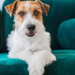 Uroczy piesek rasy Jack Russell Terrier leży na turkusowej kanapie. Jego sierść jest biało-brązowa, a oczy wesołe.