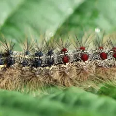 Eine haarige schwammspinner raupe mit roten Punkten und schwarzen Stacheln kriecht auf einem grünen Blatt.