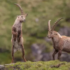 Zwei Steinbock-Tiere auf einer Bergwiese. Eines steht aufrecht, das andere geht.