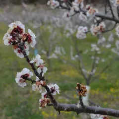 Fleurs d'abricotier en gros plan, certaines atteintes par la moniliose, sur fond flou d'un verger.