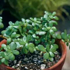 Plante succulente aux feuilles charnues et brillantes, en pot de terre cuite. Idéal pour une fiche entretien plantes d'intérieur.