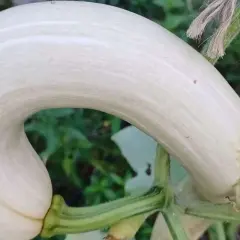 Zucchina bianca dalla forma curva, pronta per essere raccolta. Il momento giusto per raccogliere le zucchine è quando sono giovani e tenere.