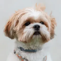 Szelki czy obroża dla Shih Tzu - co zapewni lepsze bezpieczeństwo?