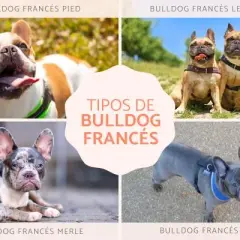 Cómo se dice perro en francés y ejemplos para usar correctamente