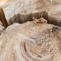 Dettaglio di un ceppo d'albero appena tagliato, con segatura sparsa e profonde crepe nel legno. L'operazione per togliere il ceppo d'albero è completa.