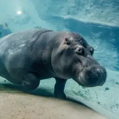 Afrykarium Wrocław - wyjątkowe oceanarium pełne afrykańskich skarbów