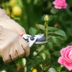 Rękawiczki i sekator przycinają pąk róży. Wiosenne cięcie róż to klucz do obfitego kwitnienia.