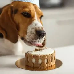 Pies w czapce urodzinowej oblizuje tort z ciastek w kształcie kości. Czy pies może jeść ciasto drożdżowe? Ten słodki łasuch na pewno by chciał!