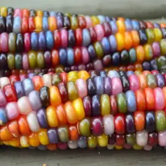 Deux épis de maïs aux couleurs vives, rappelant l'origine de cette plante. Chaque grain est une petite œuvre d'art naturelle.