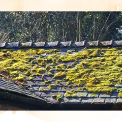 A weathered roof is covered in vibrant green moss, creating a natural, textured carpet.