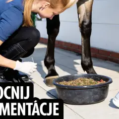 Kobieta w rękawiczkach podaje koniowi suplement na stawy. Wzmocnij suplementację, dbając o zdrowie swojego wierzchowca.