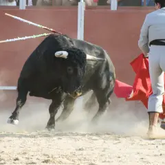 Un toro negro embiste levantando polvo, mientras un torero de la cuadrilla de Emilio de Justo, con traje claro y capote rojo, se prepara para el lance.