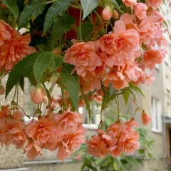 Urocza begonia kaskadowa w odcieniach brzoskwini, zwisająca z donicy na tle budynku.