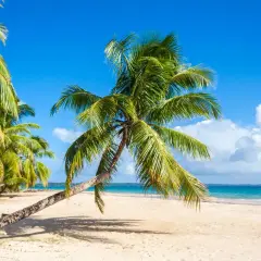 Palmy na plaży na Madagaskarze, mimo że to pora deszczowa, cieszą się słońcem.
