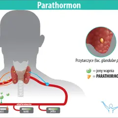Parathormon: Co oznacza jego niedobór i nadmiar dla Twojego ciała?