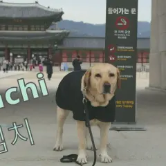 Labrador w czarnej kamizelce, idealny kandydat na koreańskie imiona dla psa, jak "Kimchi" czy "Tae".