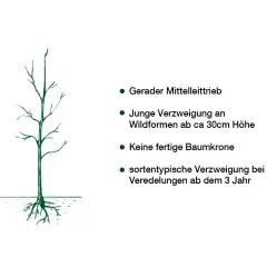 Illustration eines jungen Baumes mit Wurzeln, der für das Walnussbaum schneiden vorbereitet wird. Er hat einen geraden Mitteltrieb und junge Verzweigungen.