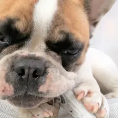 Un chiot bouledogue français mâchouille un jouet, une petite tumeur est visible sur sa babine.