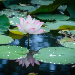 Una delicada flor de loto colores rosa y blanco emerge sobre hojas verdes en un estanque sereno, con gotas de agua brillando.